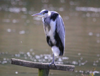 Warnham Nature Reserve